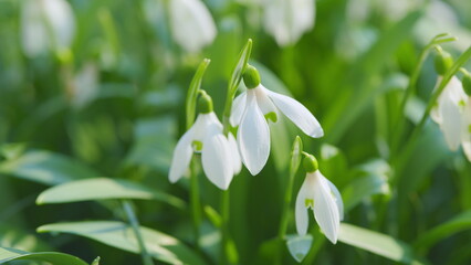 White Snowdrop Flowers. Snowdrops Or Galanthus Nivalis In Bloom. Snowdrop Flowers. Snowdrops Bloom...