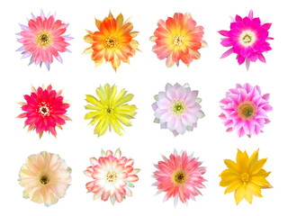 set of sixteen beautiful blooming colorful cactus, pink , red , orange , yellow and white cactus...