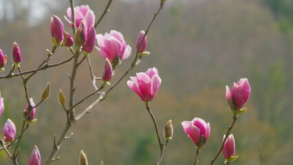 Beautiful Big Pink Flower. Pink Magnolia Flowers. Pink Magnolia Flowers. Close up.