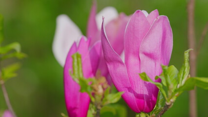 Blooming Pink Magnolia In The Park. Blooming Pink Magnolia On A Blurred Background. Close up.