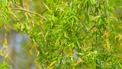 Young Male Catkin Of A Knotted Willow Salix Babylonica Or Weeping Willow. Close up. © artifex.orlova