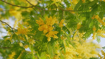 Blooming Mimosa Tree In Early Spring. Mimosa Flowers. Acacia Dealbata Or Silver Wattle Yellow Flowers Blooming. Close up.