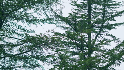 Spruce Branch Sways In The Wind During A Light Rain. Static.