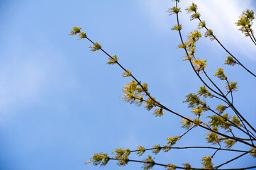 Capture the beauty of spring with vibrant yellow hues. Maple flowers gently swaying in the wind....