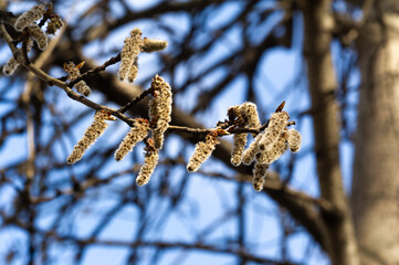 Beautiful clusters of soft and fluffy catkins in spring. Create a stunning display of fluttering...