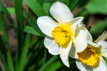 Witness the beauty of daffodils blooming in early spring. Enjoy the vibrant colors and fresh scent of new life. Experience the renewal and growth that comes with the changing of the seasons.