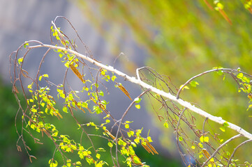 Be immersed in the intricate details of the birch catkin and fresh green foliage. Capture the...