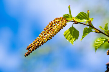Experience the delicate beauty of early spring with a birch catkin. Capture the intricate details...