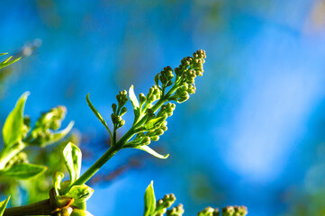 Experience the beauty of nature up close with our stunning lilac buds. Get ready for breathtaking...