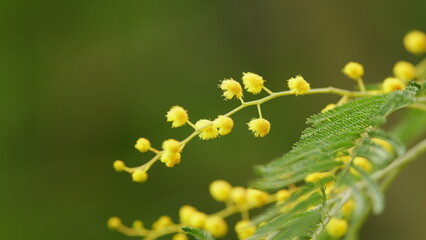 Yellow Mimosa Flowers. Holiday Spring Background. Beautiful Blooming Mimosa Or Acacia Dealbata....