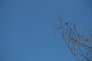 Small branch without leaves and blue sky