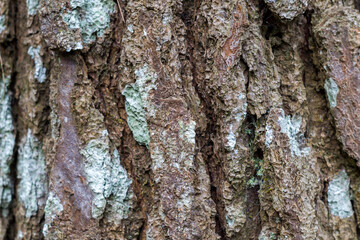 Texture tree bark horizontal image