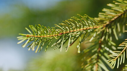 Spring Nature Background. Beautiful Fresh Tree With Dew Or Water Drops. Tree Branch On Green Bokeh Background. Close up.