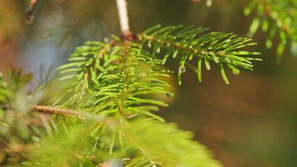 Evergreen Spruce After Rain. Green Spruce. Young Branch Of Green Spruce Tree With Many Raindrops....