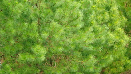Young Pine Tree Branch In Forest. Evergreen Coniferous Tree Branch. Static.