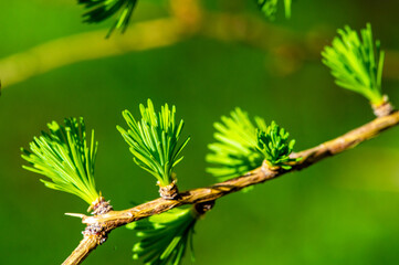 Beautiful yellow-green needles appear in early spring. Typically grows in cooler climates. One of the first trees to bloom leaves in the spring.