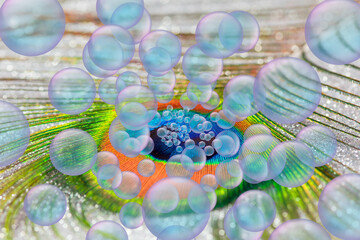 Soap bubbles on the peacock feather