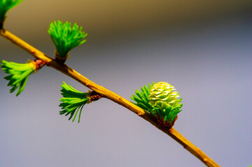 Watch for larches to bloom in early spring. Enjoy the beauty of new larch shoots. Take time to appreciate nature's renewal this season.