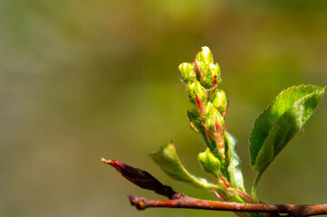 Also known as shadbush. Service berry. June berry. Iranian berry. Sugar plum. Or wild plum. It grows in both North America and Europe. Species of deciduous shrubs and small trees of the rose family.