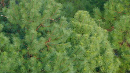 Pine Tree Swaying In The Wind. Natural Beauty Background Of Evergreen Fir Tree Pine With Needles....