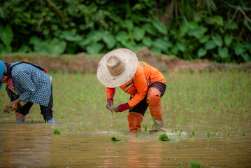 Thai people's way of life, growing rice in the rice fields