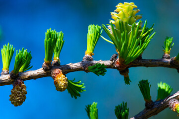 Enjoy the stunning display of bright pink larch cones in early spring. Take a moment to admire the...