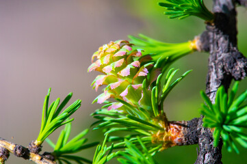 Enjoy the stunning beauty of nature with pink buds Witness the rare and breathtaking sight of pine...