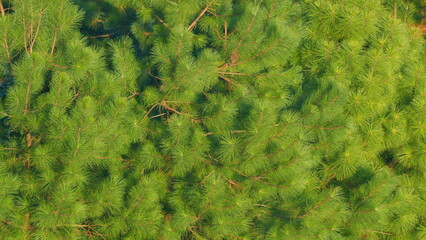 Pinaceae Family. Pinus. Pine Branches Swaying In The Wind. Static.