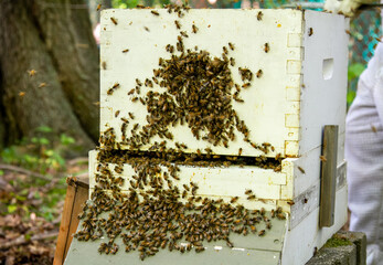 Bee hive with swarm of bees.