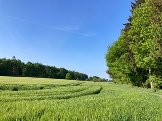 Landschaft mit frischem Getreidefeld am Waldrand in der Lüneburger Heide im Frühling beziehungsweise Mai