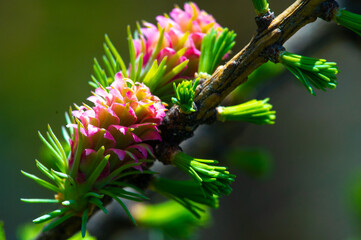 Enjoy the stunning beauty of a rare natural phenomenon. See how bright pink larch cones decorate...