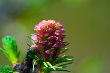 bright pink larch cones in spring. Connect with nature and appreciate the wonders of the natural...