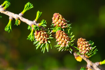 the unique beauty of bright pink larch cones in spring. A rare sight that is sure to enchant nature...