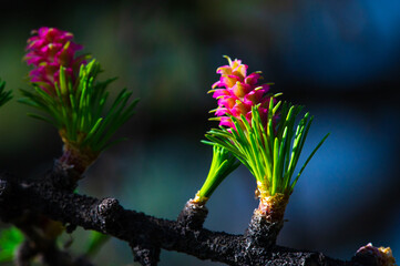 The bright pink larch cone adds color to the landscape. A larch branch demonstrates the beauty of...