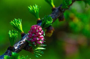 The bright pink larch cone stands out against the green pine needles. Adds color to the early...