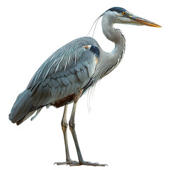 Heron isolated on transparent background