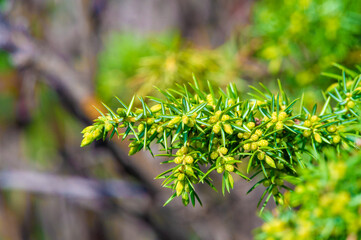 Beautiful delicate green foliage appears in early spring. The fresh scent of juniper fills the air....