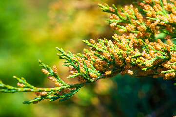 Junipers are known for their fragrant evergreen foliage. They produce berries that are used in...