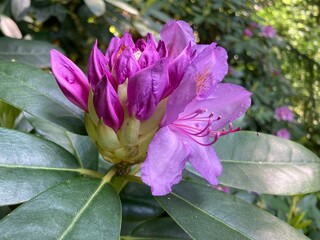 Einzelne Rhododendronbl&uuml;te in rosa bl&uuml;ht auf