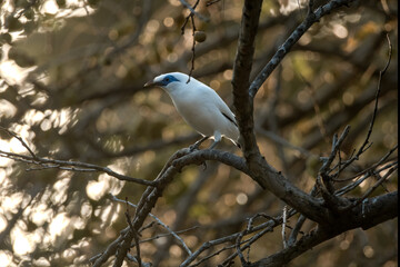 beautiful Balinese myna bird or balinese starling perched on a tree branch at sunrise. on the island of bali, indonesia
