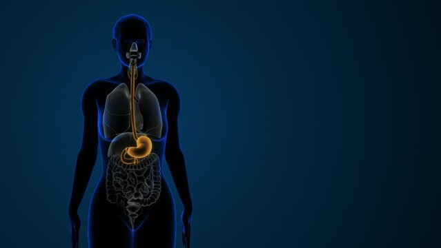 Highlighted stomach in the Female digestive system