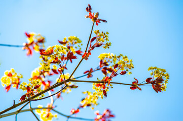 Acer Rubrum, One of the most common deciduous trees in North America. Known for its bright red...
