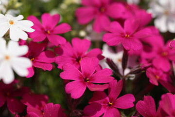 満開時期を迎えた芝桜のクローズアップ