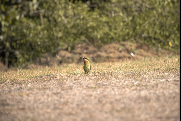 full body side view of small blue tailed bee eater bird with green and orange plumage standing on wet ground and eating insect against hills background
