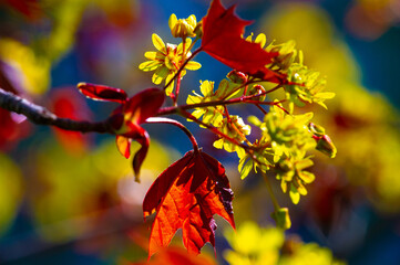 Red Maple A fast-growing tree with bright red fall foliage. Adapts well to various soil conditions....
