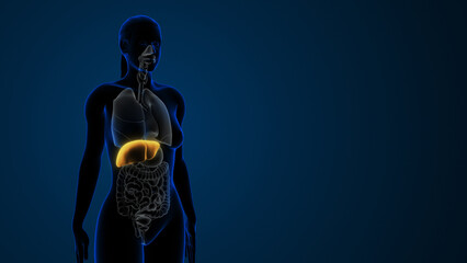 Female liver organ interior view with full body parts