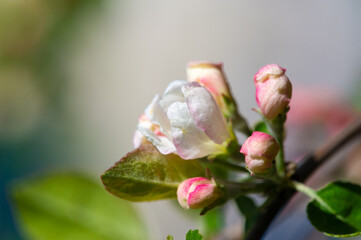 A mesmerizing close-up of a pink apple blossom, a delicate work of nature Flower Power Pink Hues