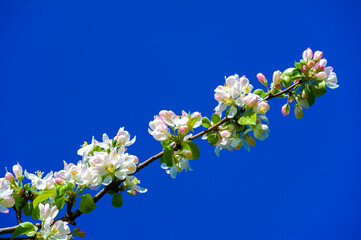 Detailed close-up photograph of a blooming pink apple tree. Conveys the complexity and beauty of...