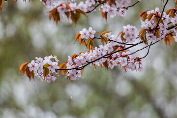 雨に濡れる山桜