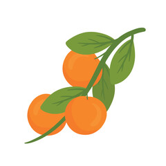 Orange fruits hanging with branch and green leaves vector illustration